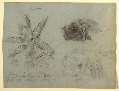 Teckning, Botaniska skisser, Sydamerika, maj 1853  av Frederic Edwin Church