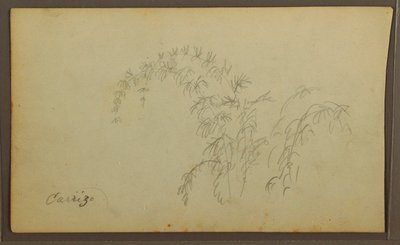 Teckning, Botaniska skisser; Verso: Botaniska skisser, 1857 av Frederic Edwin Church