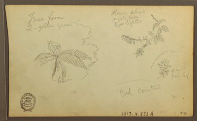 Teckning, Botaniska skisser; Verso: Botaniska skisser, 1857 av Frederic Edwin Church