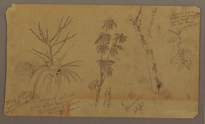 Teckning, Botaniska skisser; Averso: Moln, juli 1865 av Frederic Edwin Church