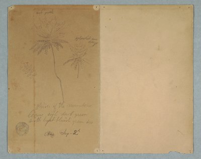 Teckning, Botaniska skisser: en gren, ett träd och en trädtopp, Sydamerika, 2 september 1853 av Frederic Edwin Church