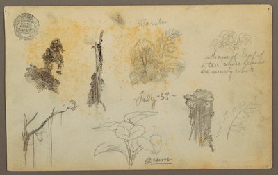Teckning, Botaniska skisser från Colombia: Bambuträd, stammar och detaljer, juli 1853 av Frederic Edwin Church