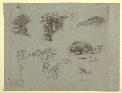 Teckning, Botaniska skisser från Sydamerika: en palm, trädgrupper, hängande kvistar, ett stort träd vid ett hus och en flygande trana, 1853, troligen maj av Frederic Edwin Church
