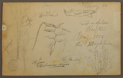 Teckning, Botaniska skisser från Rio Magalena, Colombia, maj 1853 av Frederic Edwin Church