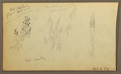 Teckning, Botaniska skisser, hus; botaniska skisser, 1857 av Frederic Edwin Church