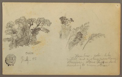 Teckning, Botaniska studier från Columbia, juli 1853 av Frederic Edwin Church