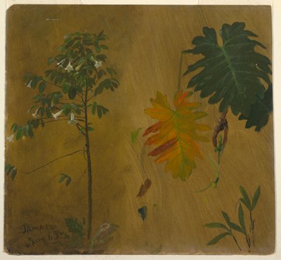 Teckning, Botaniska studier från Jamaica, Västindien, juni 1865 av Frederic Edwin Church