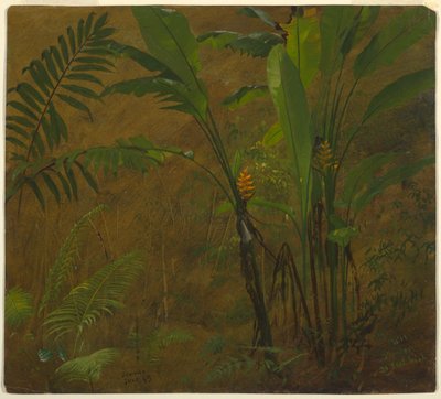 Teckning, Botaniska studier från Jamaica, Västindien, juni 1887 av Frederic Edwin Church