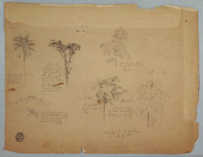 Teckning, Botaniska studier med flygande papegojor, Boquia, Colombia, juli 1853 av Frederic Edwin Church