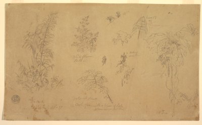 Teckning, Botaniska skisser, "nära Jorje", 23 juli 1857 av Frederic Edwin Church