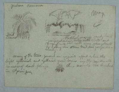 Teckning, Camacapalm, en grupp träd och lianer på en flodbank, fågel och ett knippe blad, Rio Magdalena, Colombia, maj 1853 av Frederic Edwin Church