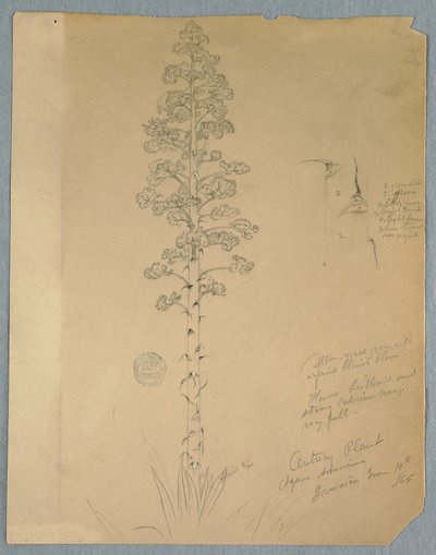 Teckning, sekelskiftesväxt, Agave Americana, Jamaica, 14 juni 1865 av Frederic Edwin Church