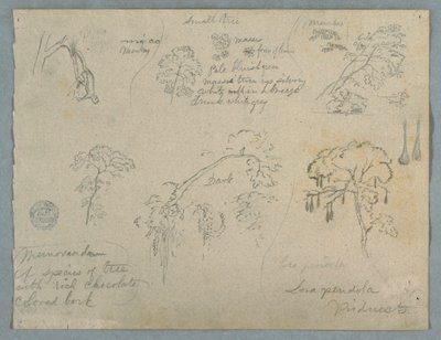 Teckning, Fem botaniska studier med en hängande apa, troligen Colombia, 1853 av Frederic Edwin Church