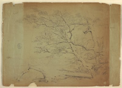 Teckning, Landskap med träd och en bäck [], Grand Manan Island, Kanada, september 1851 av Frederic Edwin Church