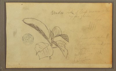 Teckning, Blad, 1857 av Frederic Edwin Church