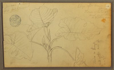 Teckning, Blad, 1857 av Frederic Edwin Church
