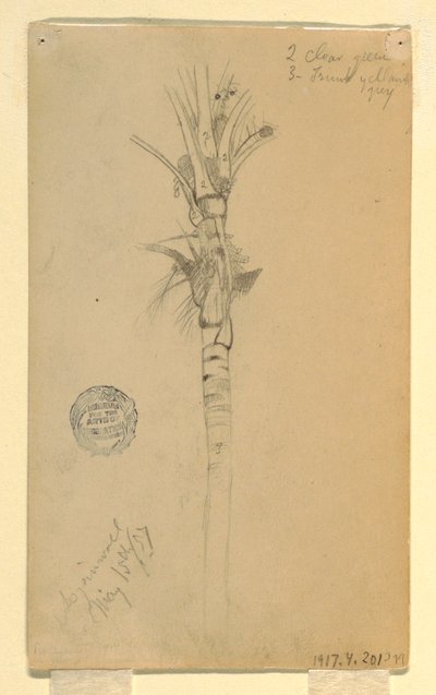 Teckning, Blad och stam av en palm, Aspinwall, Panama, 15 maj 1857 av Frederic Edwin Church