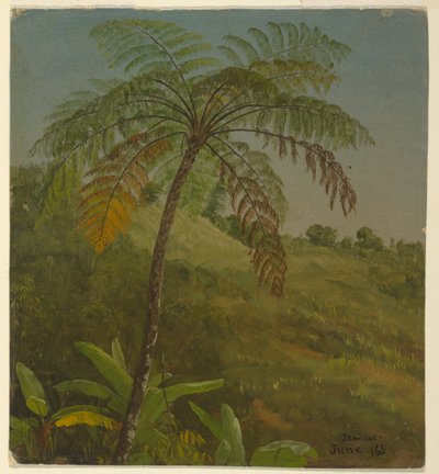 Teckning, Palmträd, Jamaica, juni 1865 av Frederic Edwin Church