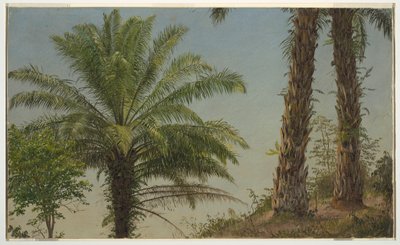 Teckning, Palmer, Jamaica, juni 1865 av Frederic Edwin Church
