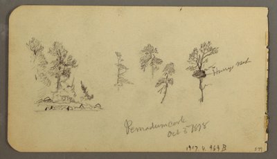 Teckning, studier av tallar, 1878 av Frederic Edwin Church