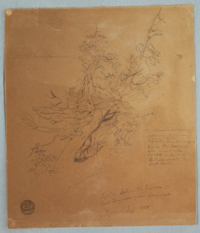 Teckning, Grovt träd vid Canadian Bank nedanför Niagarafallen, september 1856 av Frederic Edwin Church