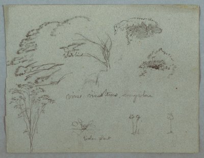 Teckning, Studier från Rio Magdalena, Colombia:  Trädkronor, flygande vit fågel, vinrankor och tre blommande växter, 1853, troligen maj av Frederic Edwin Church