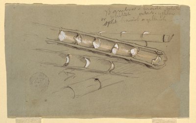Teckning, studie av bambu, juni 1857 av Frederic Edwin Church
