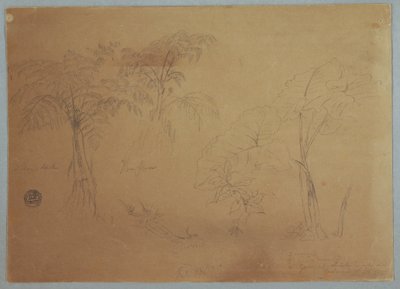 Teckning, Studie av två träd och tre växter, nära Jorje, Ecuador, 23 juli 1857 av Frederic Edwin Church