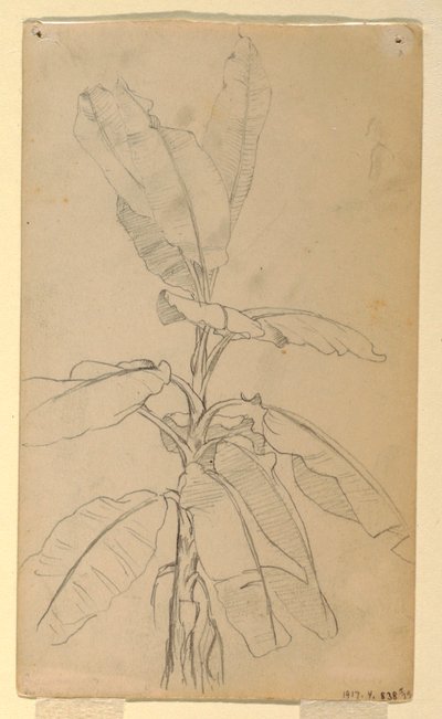 Teckning, studie av en långbladig planta, maj och juni 1857 av Frederic Edwin Church