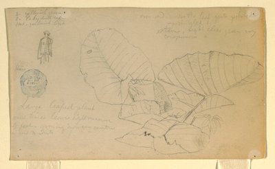 Teckning, Studie av en man; Studie av, möjligen juni 1857 av Frederic Edwin Church