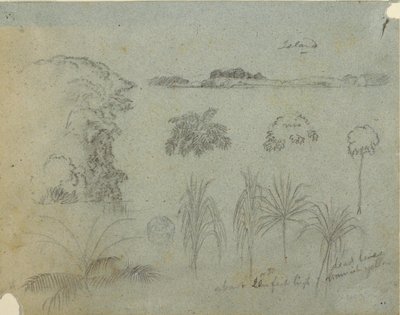 Teckning, Studie med trädtoppar, träd, fem växtmönster och en avlägsen ö, ca 1852-53 av Frederic Edwin Church
