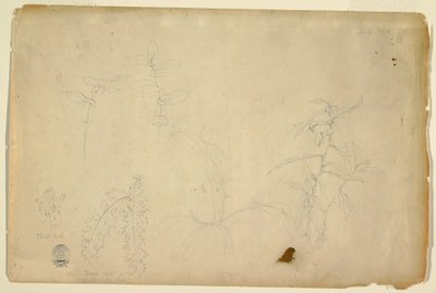 Ritning, Törnen och tistlar, juli 1844 av Frederic Edwin Church