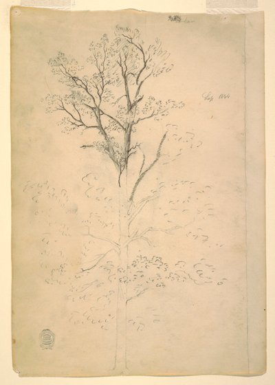 Teckning, Träd, september 1844 av Frederic Edwin Church