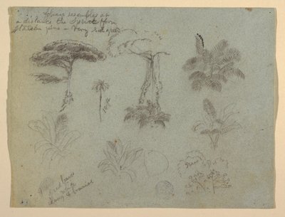 Teckning, Trädstudier sedda från Rio Magadalena, Colombia, 1853 av Frederic Edwin Church