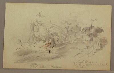 Teckning, Träd, möjligen 1860-tal av Frederic Edwin Church