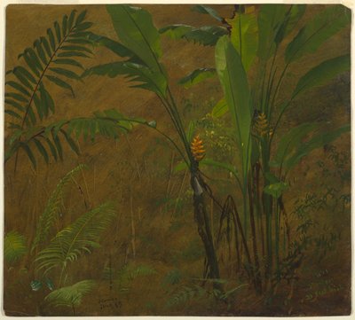 Ormbunkar och vild groblad, Jamaica av Frederic Edwin Church