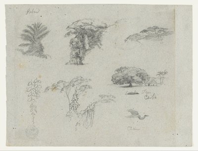 Skisser från Sydamerika.  Botaniska skisser.   Flygande trana. av Frederic Edwin Church