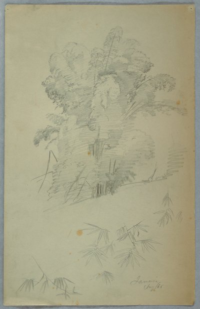 Studies of Trees and Boughs, Jamaica av Frederic Edwin Church