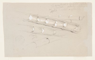 Studie av bambu av Frederic Edwin Church