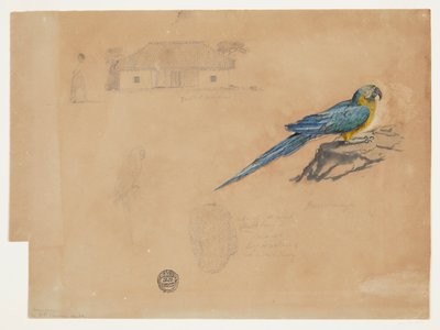 Studie av Guacamayas, Bogota, Colombia av Frederic Edwin Church