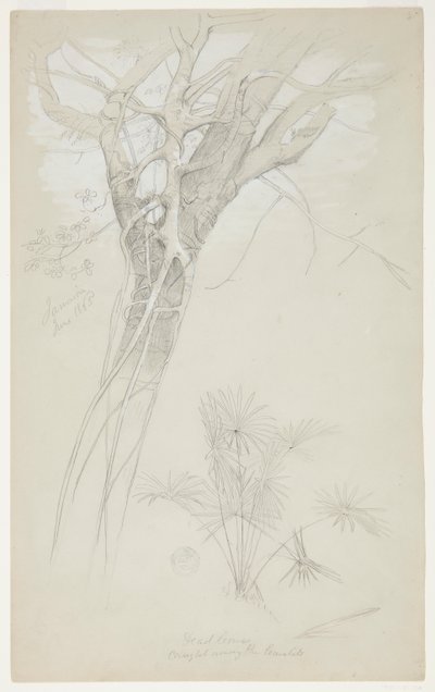 Studie av trädstam, parasitvinstock och palmväxt, Jamaica av Frederic Edwin Church