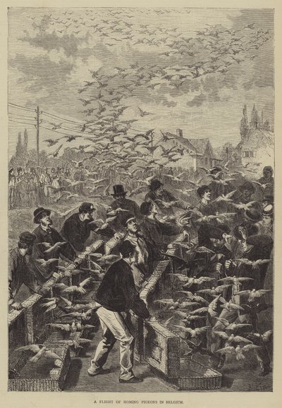 En flygning av målduvor i Belgien av Frederic Theodore Lix
