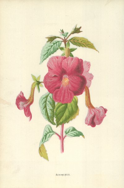 Achimenes av Frederick Edward Hulme