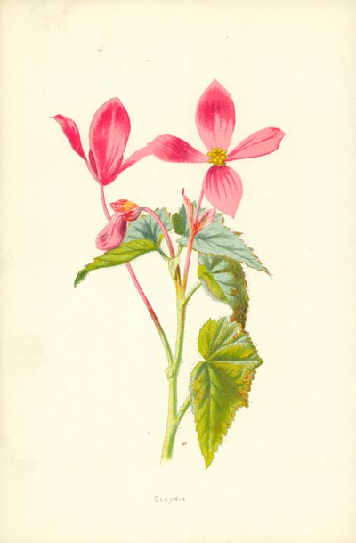 Begonia av Frederick Edward Hulme