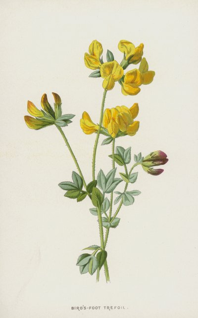 Fågelfots trefoil (chromolitho) av Frederick Edward Hulme