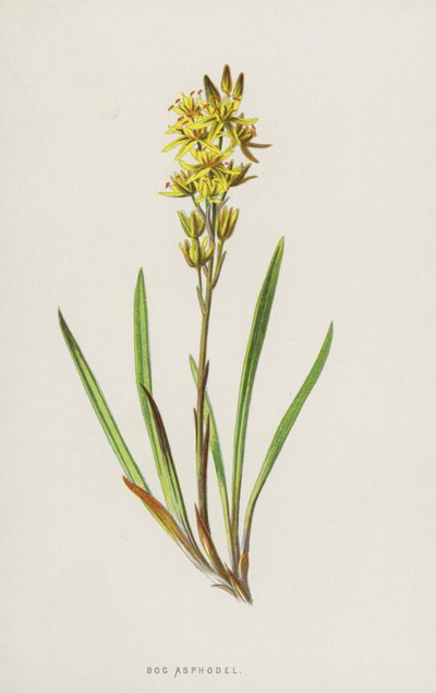 Bog Asphodel (chromolitho) av Frederick Edward Hulme