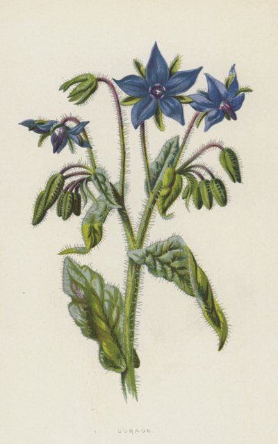 Gurkört (chromolitho) av Frederick Edward Hulme
