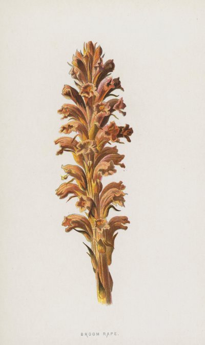 Broom Rape (chromolitho) av Frederick Edward Hulme