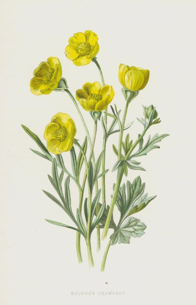 Lökig kråkfot (chromolitho) av Frederick Edward Hulme