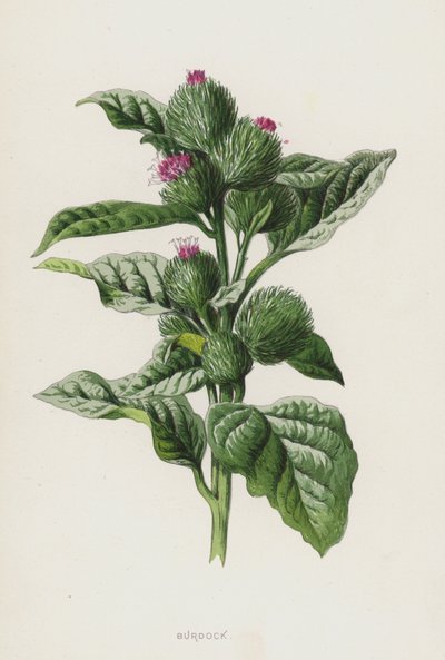 Kardborre (chromolitho) av Frederick Edward Hulme